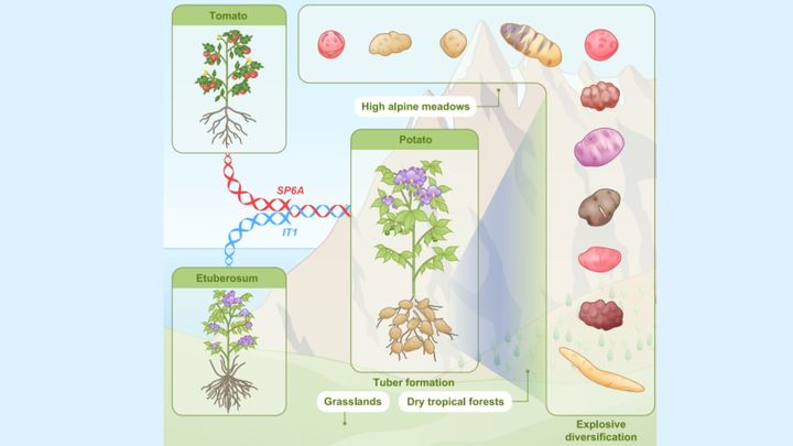 100を超えるゲノム解析で明かされた『ジャガイモ家系図』の全貌