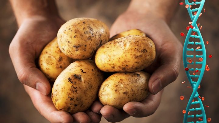 誰もが知るジャガイモ、知られざる『出生の秘密』とは？