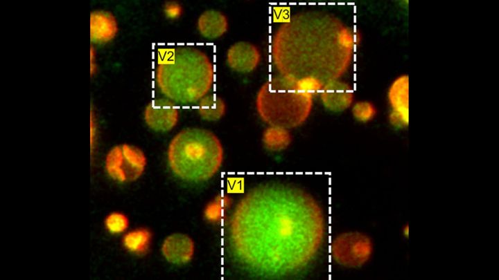 生物時計を模倣し、完璧な時間周期を維持できる人工細胞を開発