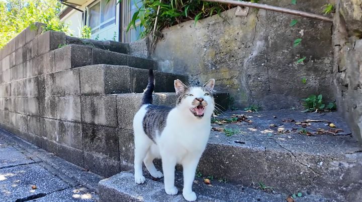 道行く人にナデナデを要求する猫