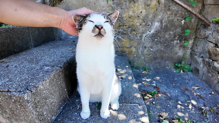 ナデナデされる猫