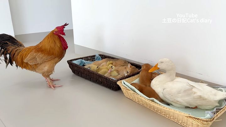 嫉妬するニワトリ