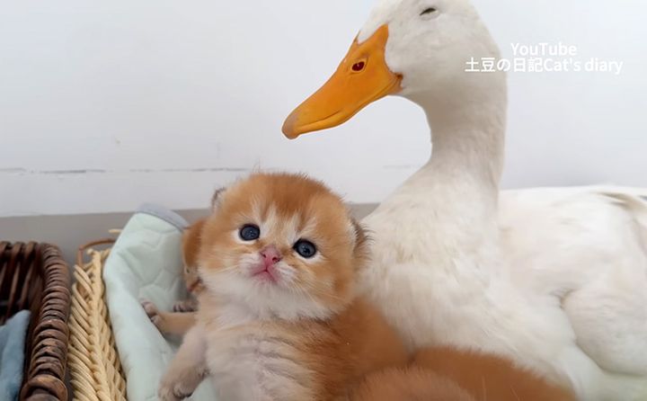 子猫を世話するアヒルのお母さん
