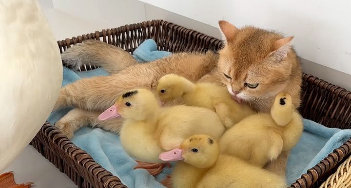 アヒルのヒナを世話する母猫