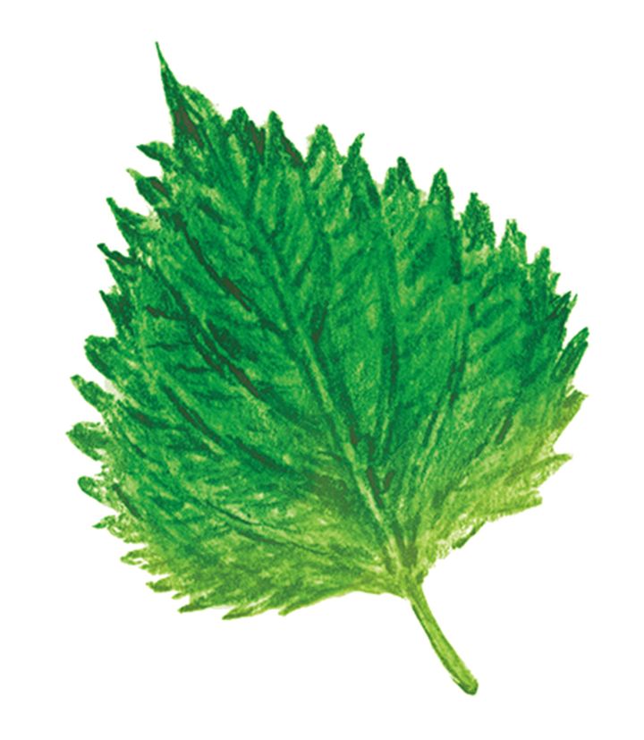 老化防止や美肌にいい抗酸化成分のβ‐カロテンが豊富。香り成分のペリルアルデヒドは殺菌や防腐作用があるほか、食欲増進にも。