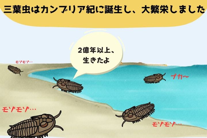 古生物界で最もポピュラーな三葉虫