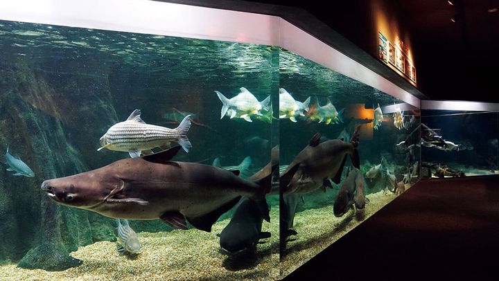 岐阜〈世界淡水魚園水族館アクア・トト ぎふ〉館内