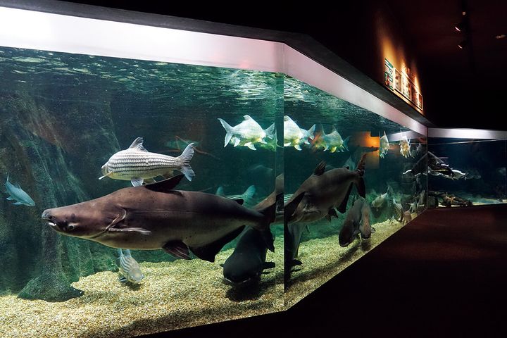 岐阜〈世界淡水魚園水族館アクア・トト ぎふ〉館内