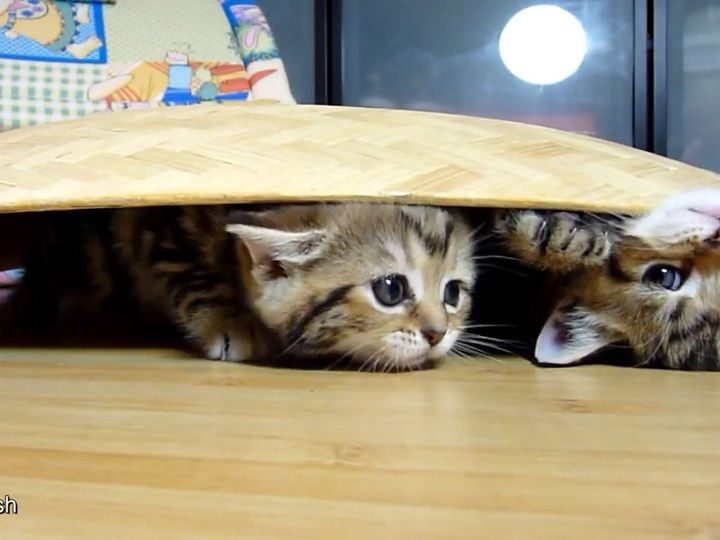 かごの中からひょっこりと！