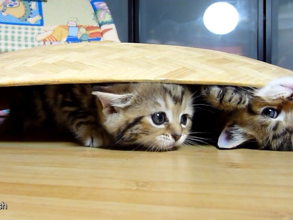 キラキラ⭐️　　ひょっこり猫 ひょっこり🐯 #cat #ひぐち猫 #ひぐち寅えもん #ひぐちボク