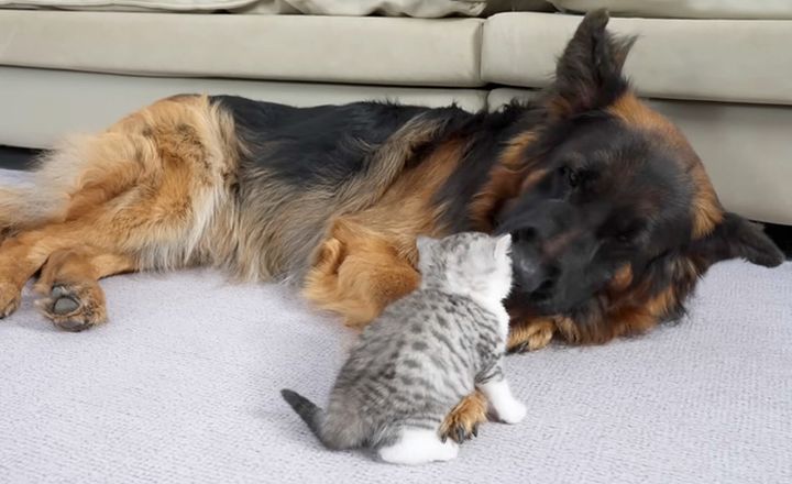 犬のことが大好きになった子猫