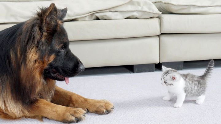 対峙する犬と子猫