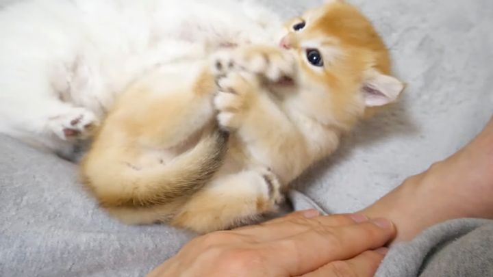 無邪気に遊ぶ子猫