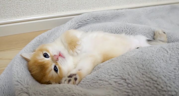 突然電池が切れた子猫