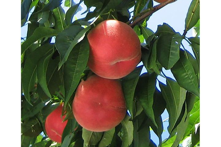 「あかつき」生育が良好だった今年は、例年以上に甘い桃が収穫されている