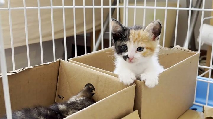 一緒に寝たい子猫