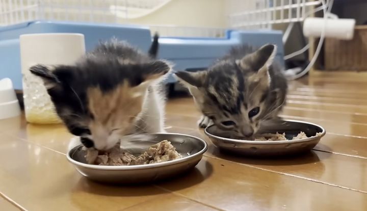 ご飯を食べる子猫達