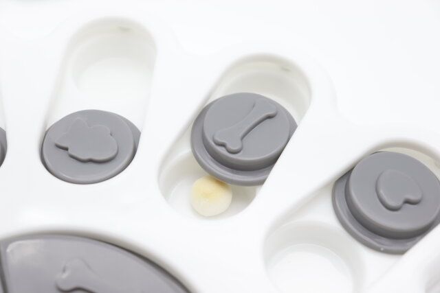 ダイソー ペット知育玩具 ノーズワークパズル 使用例