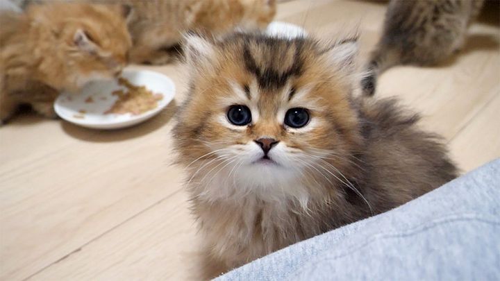 ご飯を食べ終えたことを報告に来る子猫