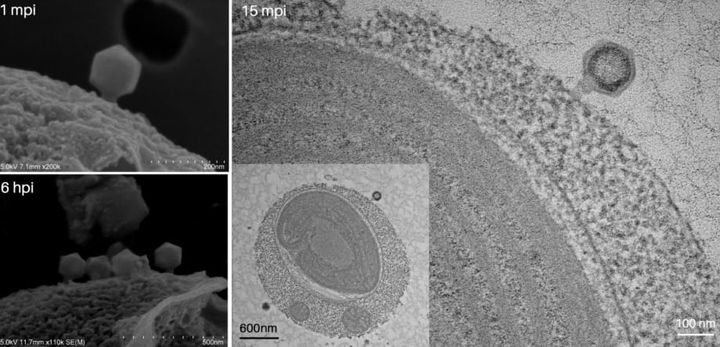 尾長ウイルスは地球の炭素を動かしている