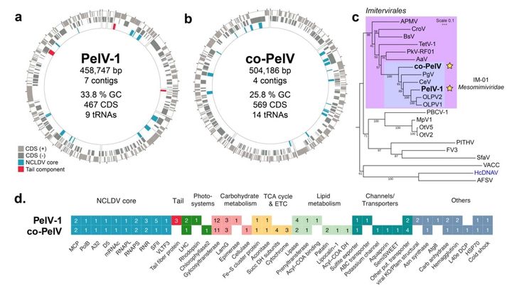 そのウイルスはエネルギーを作る遺伝子を持っていた
