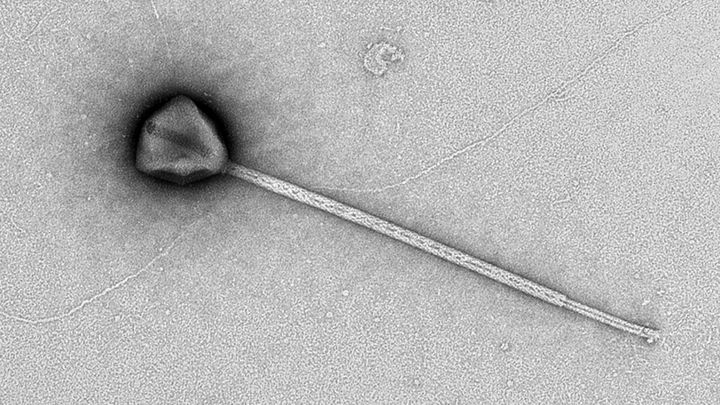 長すぎる「しっぽ」を持つ謎ウイルスを発見