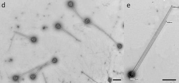 ウイルスの常識が揺らぐ