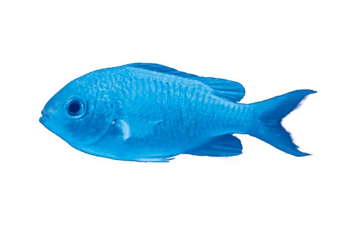 レインボーフィッシュの仲間