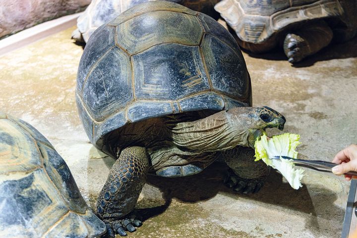 兵庫〈AQUARIUM×ART átoa〉ゾウガメ