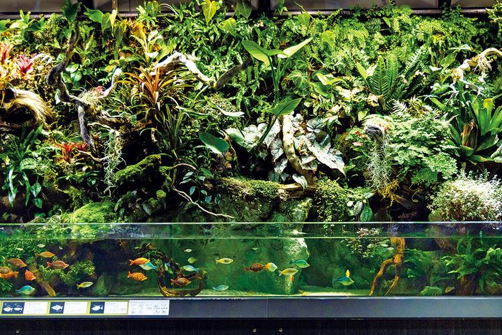 兵庫〈AQUARIUM×ART átoa〉精霊の森 ELEMENTSの水槽