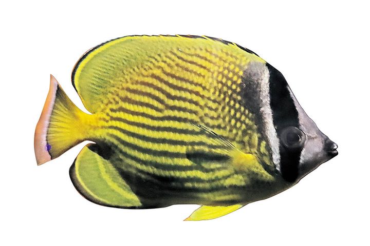 レインボーフィッシュ