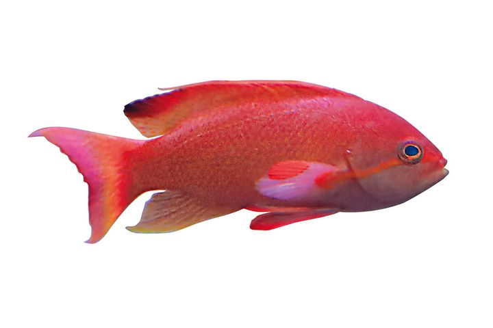 レインボーフィッシュの仲間