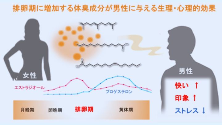 排卵期のいい香りの正体を突き止めた