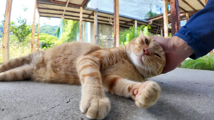 ナデナデされる猫