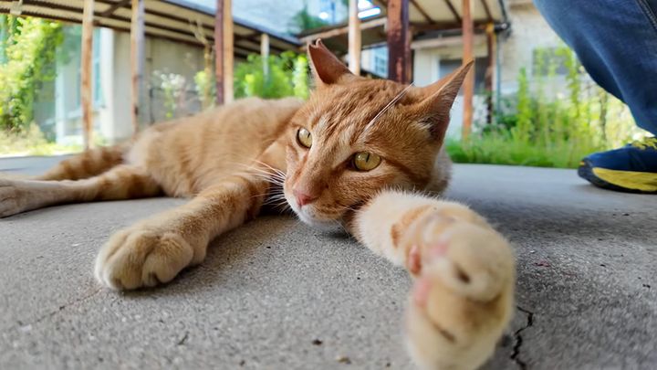 手をニギニギする猫