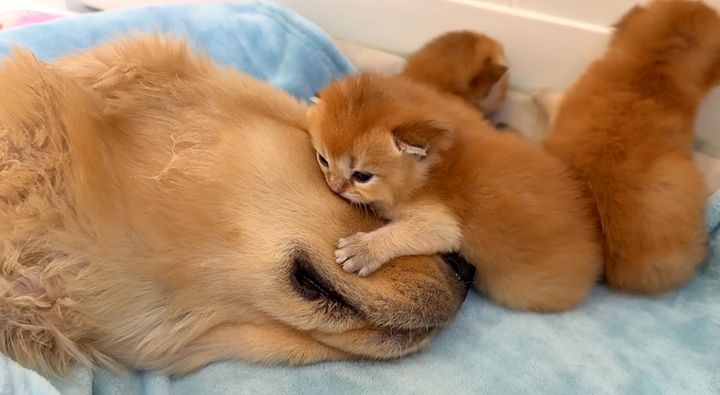 ゴールデンレトリバーに抱きつく子猫