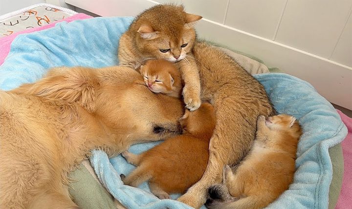 子猫達が大好きになったゴールデンレトリバー