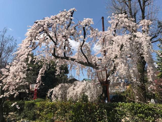 春に咲き誇る糸桜