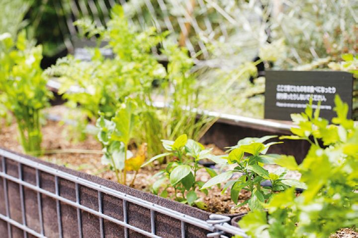 Eriko Osawa Earthly Gelato