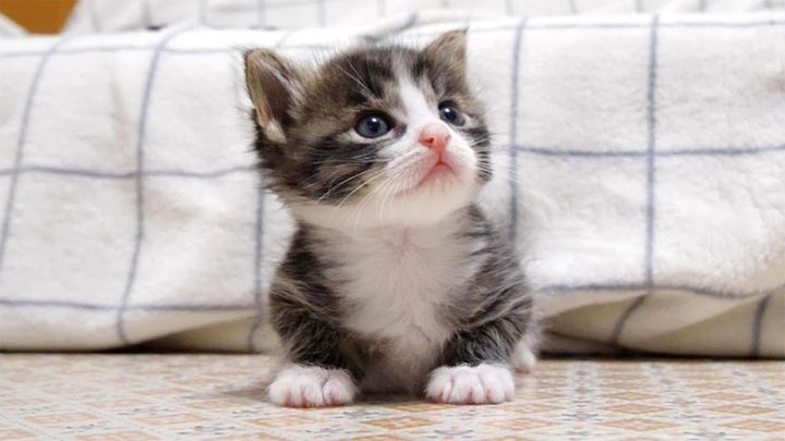 撫でて欲しい子猫