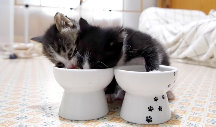 隣のご飯を奪う子猫