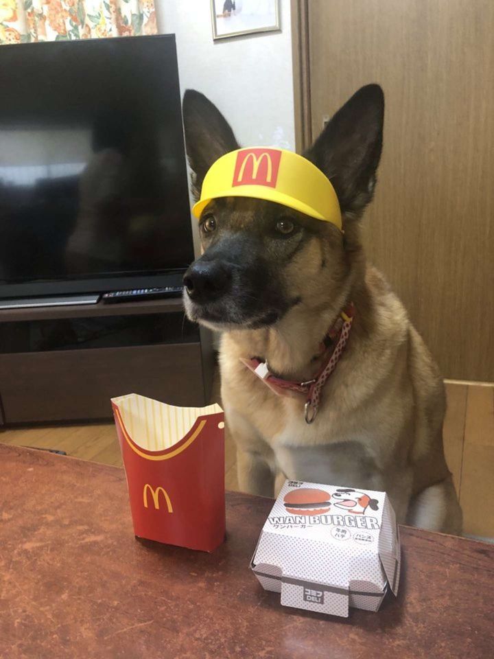 画像はわんぱくスパイク＠spikeup_memoryさんの投稿より、再掲