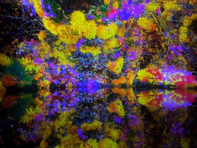 鳥道 / The Way of Birds