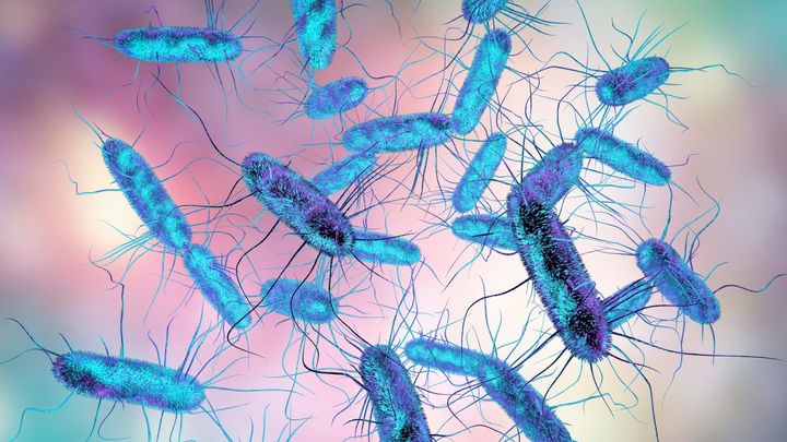 発疹チフスが原因という説は本当に正しいのか？
