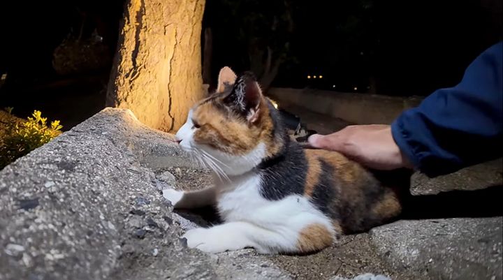 猫の細道で撫でられる猫