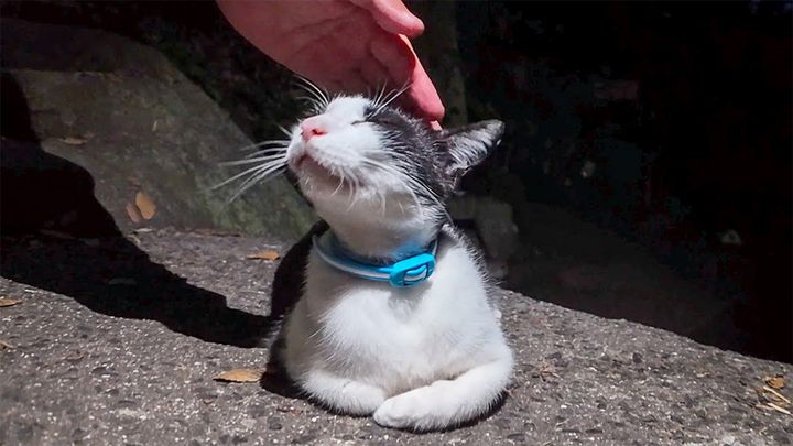 猫の細道で出会った猫