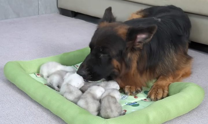 子猫達を世話するシェパード