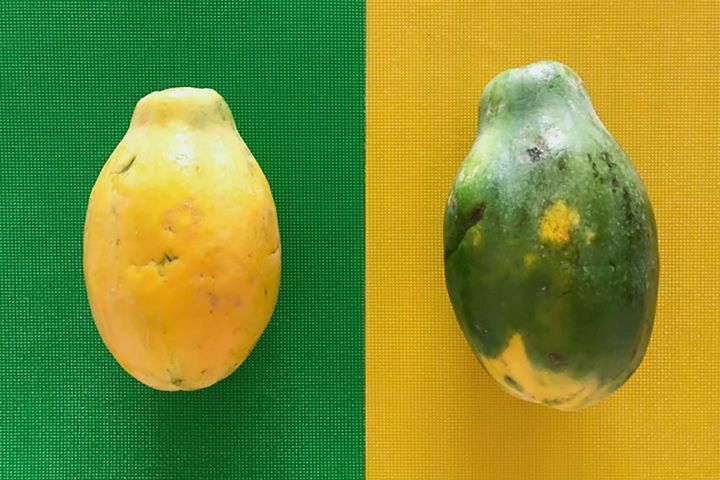完熟パパイヤ（左）、成熟前の青パパイヤ（右）。実は栄養価も異なります。