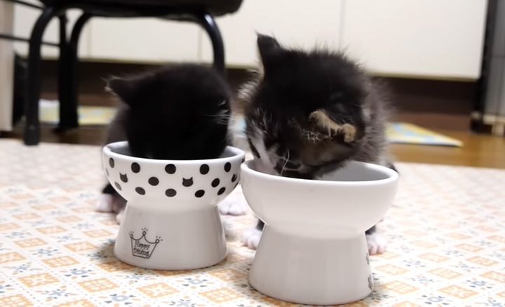 ご飯を食べる子猫達