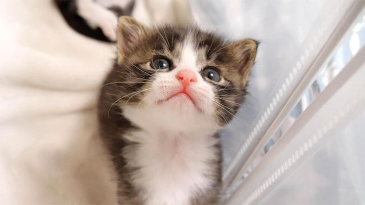 部屋から出たい子猫